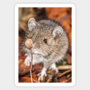 Wood Mouse on Woodland Floor Photo Sticker